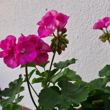 Gasthof Arc House Only Adults *