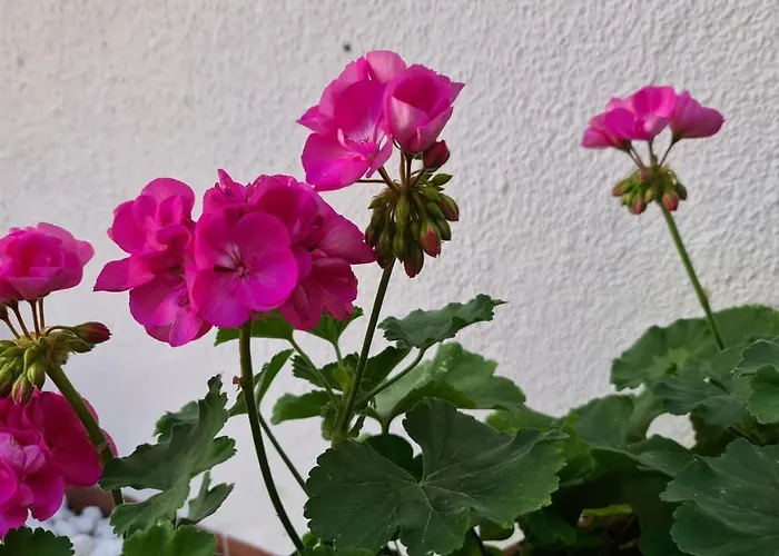 Guest house Arc House Only Adults 2*